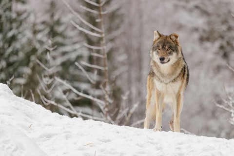 An adult male grey wolf (Canis lupus lupus) stands on a sloping, snow-covered meadow on a cold,
