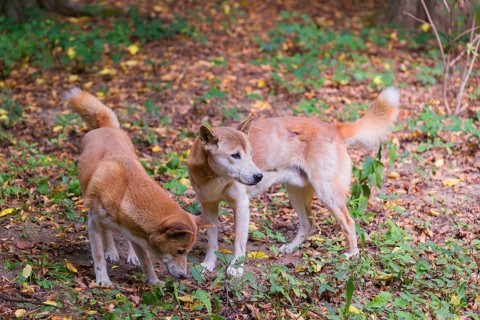 Two New Guinea singing dog or New Guinea Highland dog (Canis hallstromi) (Canis dingo hallstromi,