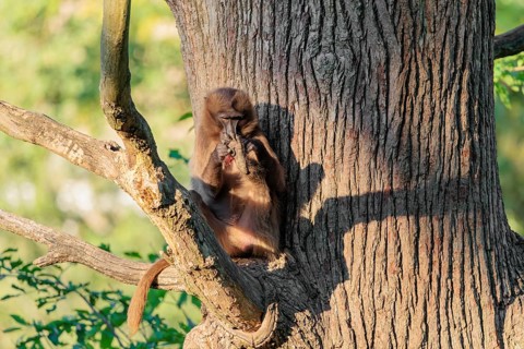 A young gelada (Theropithecus gelada) sits high in a tree in a forked branch and preens itself. A