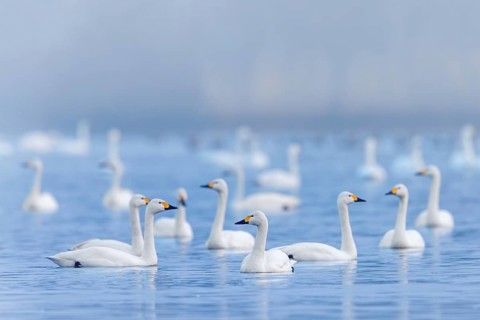 Bewick's swans, tundra swan (Cygnus bewickii) flock swimming in lake in early morning mist in