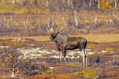 Moose, elk (Alces alces), adult bull, male foraging on the tundra in autumn, fall, Sweden,