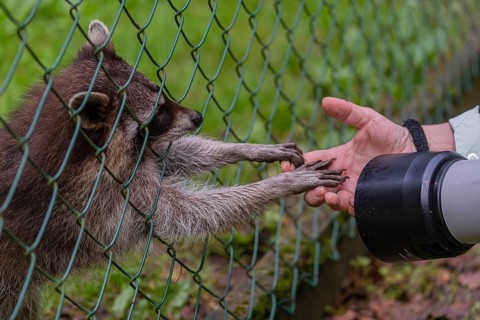 One captive young Raccoon, Procyon lotor, standing behind a fence, playing with a photographers