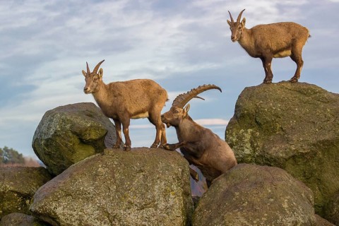 Two ibex (Capra ibex), a male and a female, stand on a rock. The male shows some flehming and
