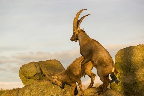 Two ibex (Capra ibex), a male and a female, stand on a rock, mating