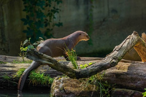 A giant otter or giant river otter (Pteronura brasiliensis) eats fish on a rotten tree trunk