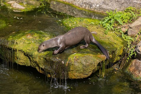 One giant otter or giant river otter (Pteronura brasiliensis) standing on a mossy rock in a creek