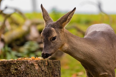 One female Roe Deer, (Capreolus capreolus), nibbles moss from a tree stump