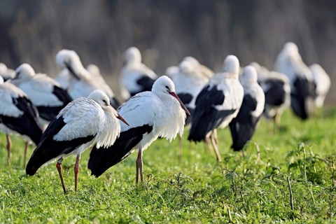 White storks (Ciconia ciconia), large flock standing in a meadow, Flachsee, Canton Aargau,