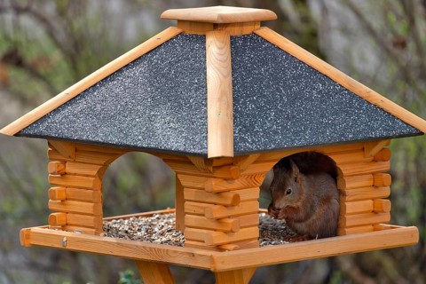 Eurasian red squirrel (Sciurus vulgaris), sitting in bird house and eating bird food, Stuttgart,