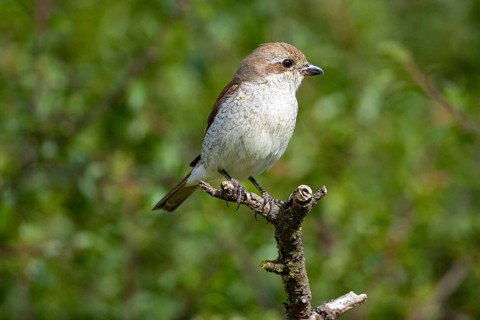 Red-backed shrike (Lanius collurio) wbl Germany