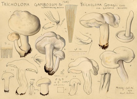 Mushroom, Mushrooms, May mushroom, St George's mushroom, Tricholoma gambosum, authentic