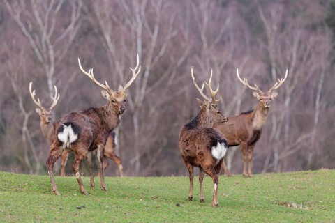 Four Japanese sika deer (Cervus nippon nippon) are standing in a meadow in hilly terrain. A forest