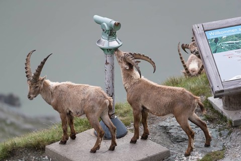 Some ibex (Capra ibex) walking along the Grossglockner High Alpine Road, looking interested on the