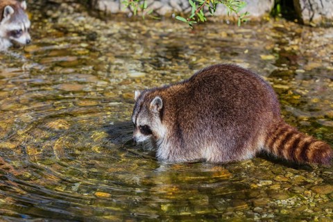 One adult Raccoon, Procyon lotor, stands in the shallow water of a creek searching for food