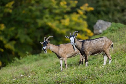 Two female Tauernschecke goats, Capra aegagrus hircus, stand on a green meadow on hilly ground