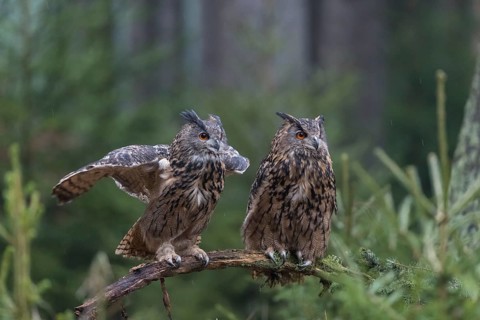 One female and one male Eurasian Eagle Owl, Bubo bubo, perched on a branch. A forest in the