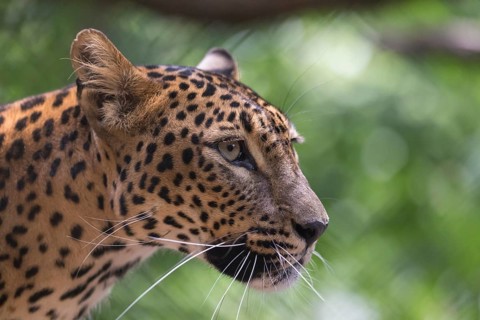 One Sri Lanka Leopard, Panthera pardus kotiya, sideview portrait