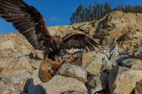 One golden eagle (Aquila chrysaetos) sitting in bright sunlight on a scree slope, feeding on a dead