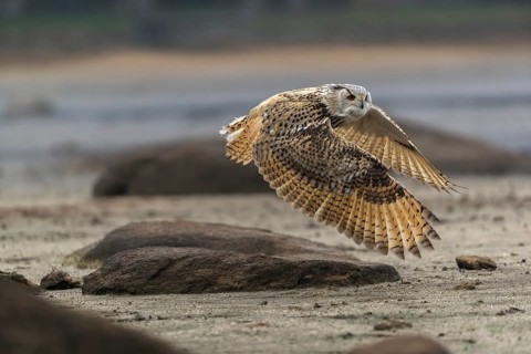 One Siberian Eagle Owl (Bubo bubo sibiricus) flying over a dry lakeshore on an autumnal misty cold