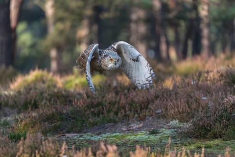 One Siberian Eagle Owl (Bubo bubo sibiricus) flying thru a forest