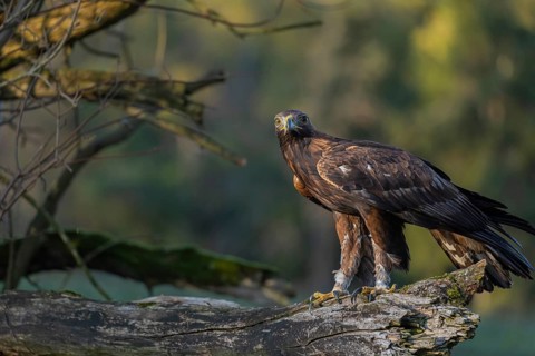 One golden eagle (Aquila chrysaetos) sitting on a broken and rotting log with fall foliage in the