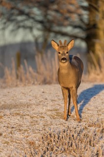 Roe deer on hoar frosted meadow at minus 15 °C at sunrise. Trees and dead stinging nettle in