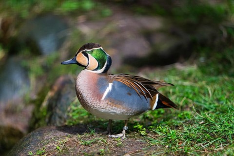 Baikal Teal (Anas formosa), male bird, resting at the side of a lake, captive, Hesse, Germany,