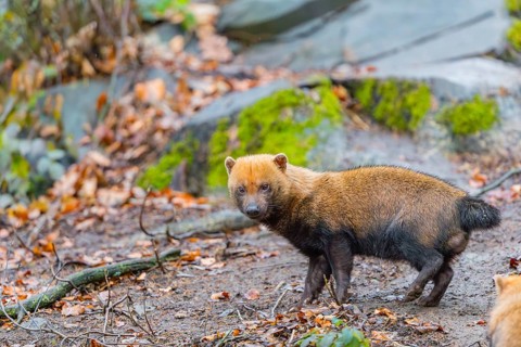 One Bush dog (Speothos venaticus) walking thru deforested area with dead leaves on the hilly ground