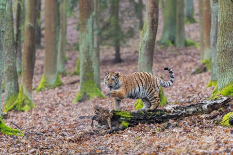 One young female Siberian Tiger, Panthera tigris altaica, playing with some rotten wood in a forest