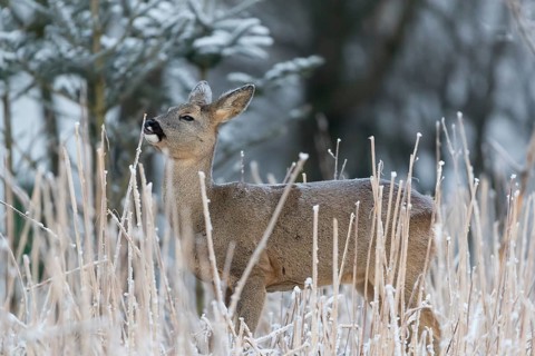 Roe deer standing in hoar frosted dead stinging nettle at minus 15 °C at sunrise. Licking off the
