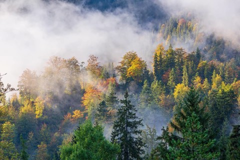 Isar valley nature conservancy area. The wild Isar river flows through its gravel bed past
