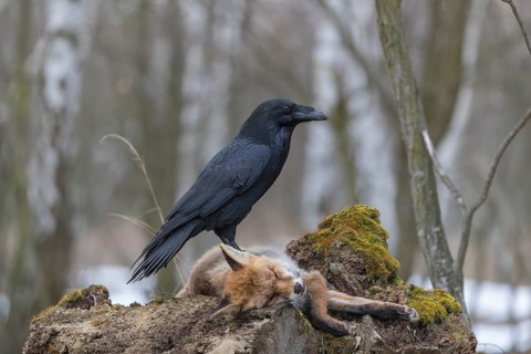 One common raven (Corvus corax), feeding on the carcass of a red fox lying on stones in a forest of