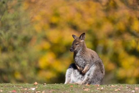 Red-necked wallaby or Bennett's wallaby (Macropus rufogriseus) sitting in the morning sun with