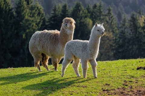 A white adult female Alpaca (Vicugna pacos) and a white young stand on a green meadow . A forest is