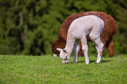 One brown female Alpaca (Vicugna pacos) stands with her young on a fresh green meadow . A green