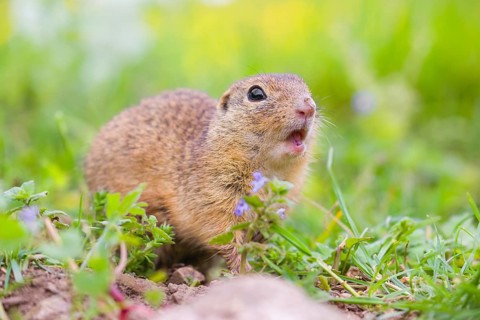 An adult European ground squirrel (Spermophilus citellus) or European souslik sits in green gras