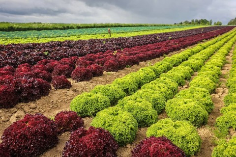 Soest, Sauerland, North Rhine-Westphalia, Germany - Vegetable cultivation, lettuce plants grow in