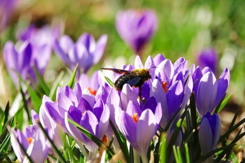Wood bee, crocus blossom, early March, Germany, Europe