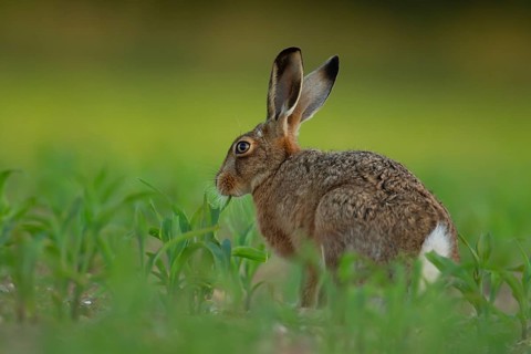 European brown hare (Lepus europaeus) adult animal feeding in a farmland maize field crop in