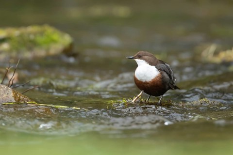 White-throated dipper (Cinclus Cinclus) adult bird on rocks in a river, England, United Kingdom,