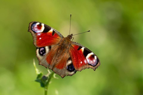 Peacock butterfly (Aglais io) adult insect feeding on Creeping thistle flowers in summer, England,