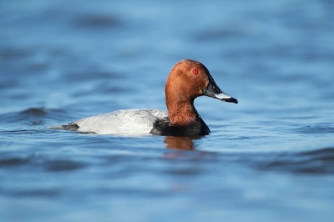 Common pochard duck (Aythya ferina) adult male bird on a lake, England, United Kingdom, Europe