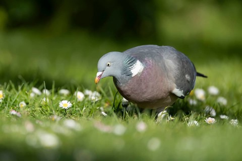 Wood pigeon (Columba palumbus) adult bird on a garden grass lawn with daisy flowers in spring,