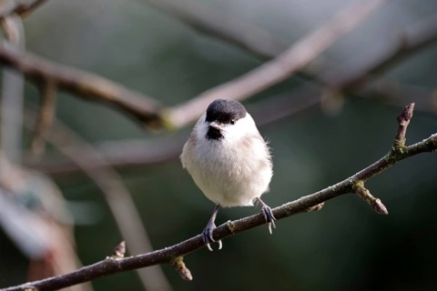 Barn tit (Poecile palustris), songbird, grey, plumage, branch, close-up of a marsh tit with its