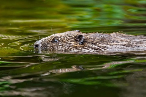 Eurasian beaver (Castor fiber) swimming on a lake, Bavaria, Germany, Europe