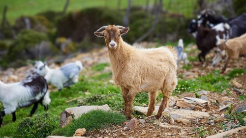 Beige goat standing attentively on rocky ground, surrounded by herd, sheep (e) or goat (n), ovis,
