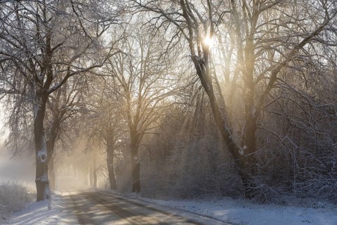 Snow-covered road, wintry avenue with fog and sun near Neukloster, Mecklenburg-Vorpommern, Germany,