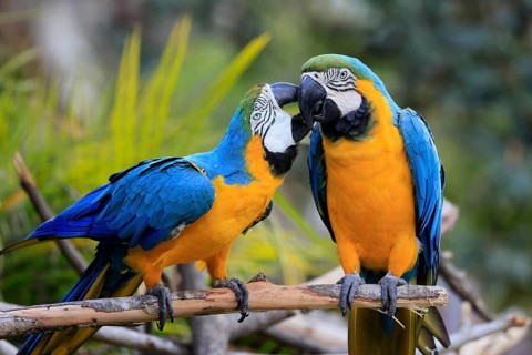 Yellow-breasted Macaw (Ara ararauna), adult, in perch, pair, social behaviour, South America