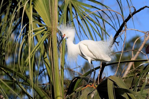 Great Egret (Egretta thula), adult, in breeding plumage, during breeding season, on tree, St.