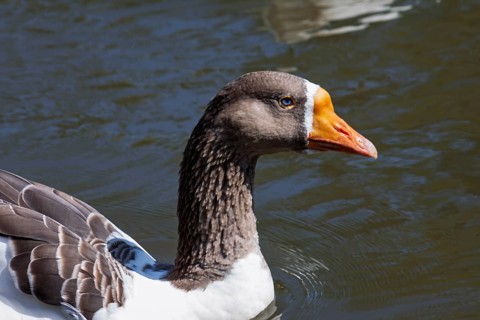 Grey goose (Anser anser) with blue eyes, Brittany, France, Europe